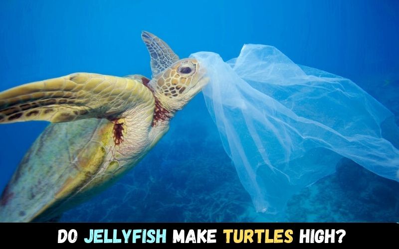 Do jellyfish make turtles high?