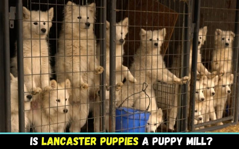 Is Lancaster puppies a puppy mill?