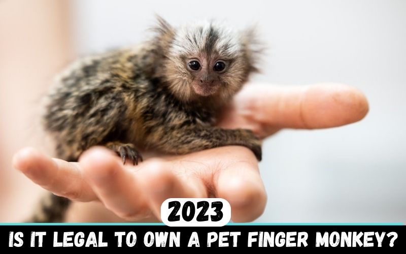 Is it legal to own a pet finger monkey?